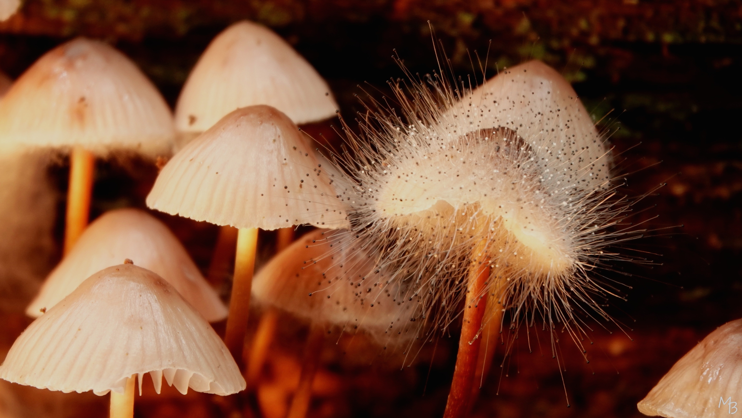 Marian Buurman - schimmeldraden - 